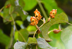 Cyrtochilum serratum
