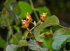 Cyrtochilum serratum