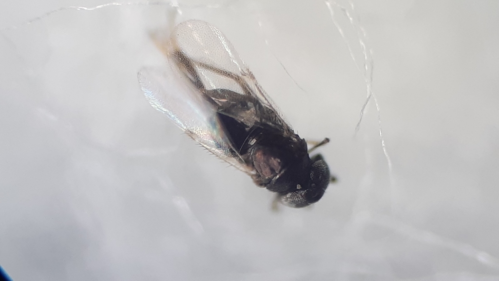 Echthroplexis