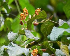 Cyrtochilum serratum