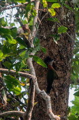 Red-Collared Woodpecker photo 2