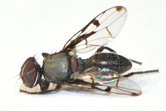 Pogonortalis commoni