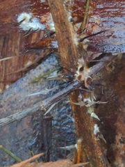 Xylaria filiformis