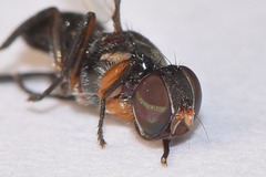 Pogonortalis commoni