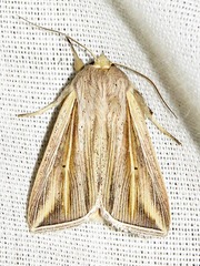 Mythimna tincta