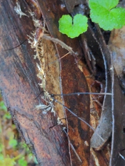 Xylaria filiformis