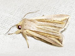 Mythimna tincta