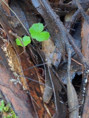 Xylaria filiformis