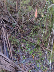 Xylaria filiformis