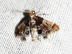 Pyralis albilautalis