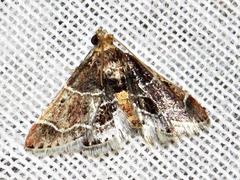 Pyralis albilautalis