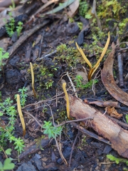 Clavaria tenuipes