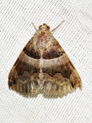 Dysgonia angularis