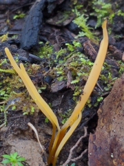 Clavaria tenuipes