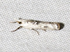 Crambus sparsellus