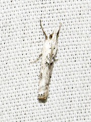 Crambus sparsellus