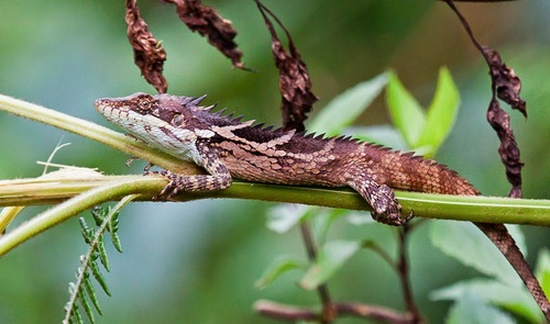 Anaimalai Spiny Lizard