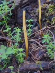 Clavaria tenuipes