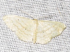 Scopula spoliata