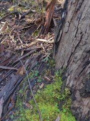 Clavaria tenuipes