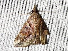 Hypena commixtalis