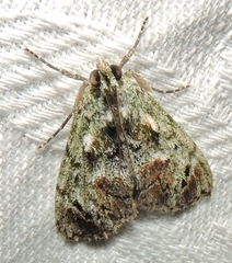 Enchesphora recurvalis