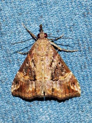 Hypena commixtalis