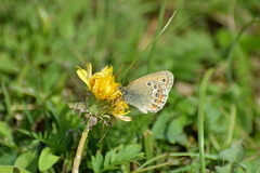 Coenonympha amaryllis