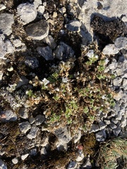 Arenaria vitoriana