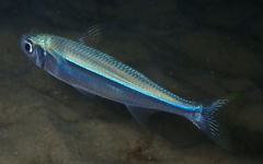 Atherinomorus vaigiensis