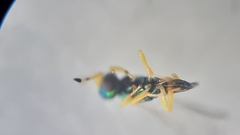 Mesopolobus
