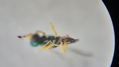 Mesopolobus