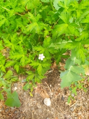 Geranium sibiricum