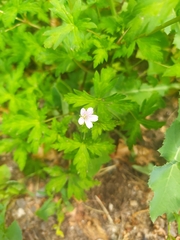 Geranium sibiricum
