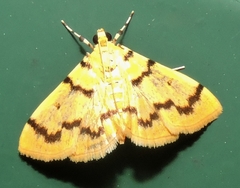 Dichocrocis clytusalis