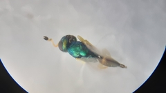 Mesopolobus