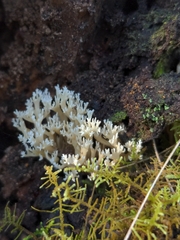 Phaeoclavulina ochracea