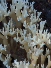 Phaeoclavulina ochracea