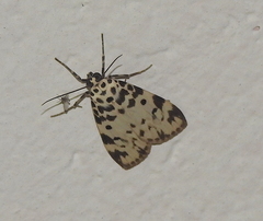 Sommeria marchalii
