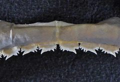 Bramble Shark photo 5