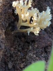 Phaeoclavulina ochracea