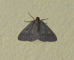 Abraxas poliaria