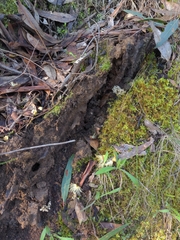 Phaeoclavulina ochracea
