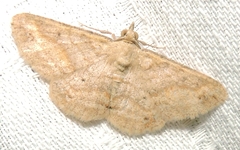 Scioglyptis lithenopa