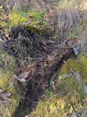 Phaeoclavulina ochracea