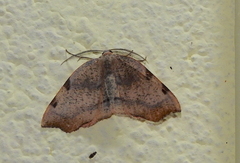 Achrosis
