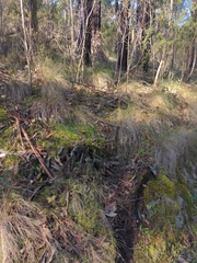 Phaeoclavulina ochracea