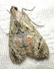 Enchesphora recurvalis