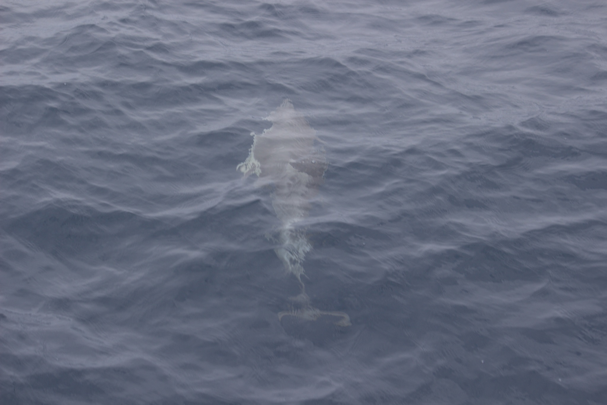 Short-beaked common dolphin