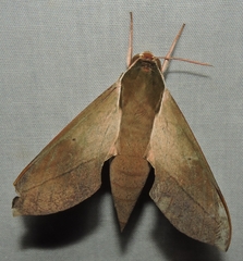 Theretra indistincta